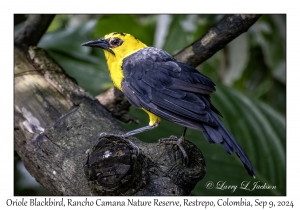 Oriole Blackbird