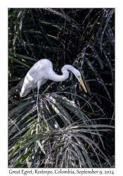 Great Egret