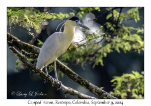 Capped Heron