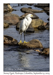 Snowy Egret