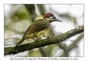 Spot-breasted Woodpecker