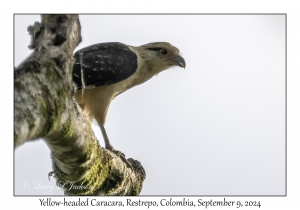 Yellow-headed Caracara