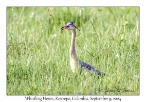 Whistling Heron