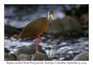 Rufous-necked Wood-Rail juvenile