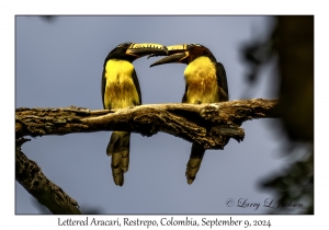 Lettered Aracari