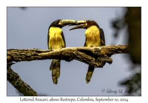 Lettered Aracari pair