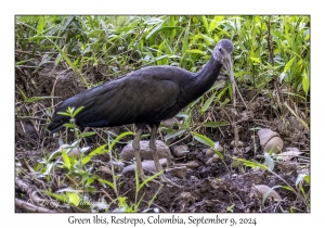 Green Ibis