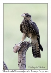 Yellow-headed Caracara juvenile