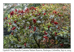 Lipstick Tree