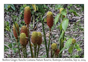 Beehive Ginger