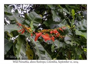 Wild Poinsettia