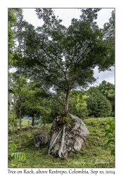 Tree on Rock