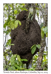 Termite Nest