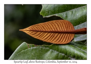 Speartip Leaf