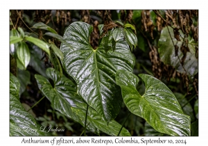 Anthurium cf pfitzeri