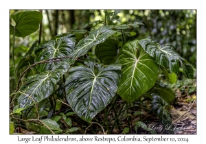 Large Leaf Philodendron