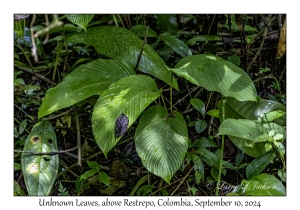 Unknown Leaves