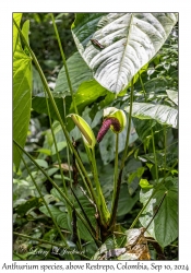 Anthurium cf pfitzeri