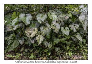 Anthurium cf pfitzeri