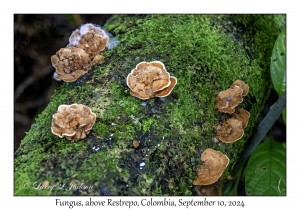 Fungus