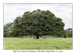 Big Tree