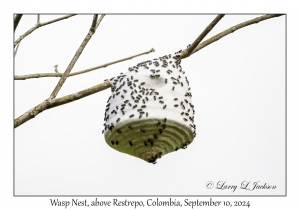 Wasp Nest