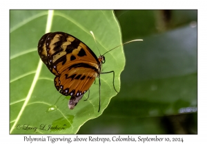 Polymnia Tigerwing