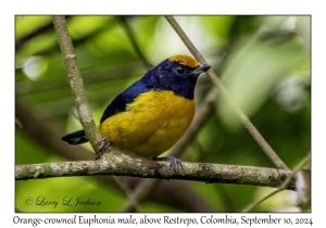 Orange-crowned Euphonia