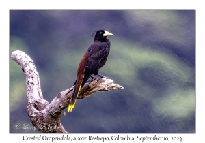 Crested Oropendola