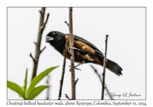 Chestnut-bellied Seedeater male