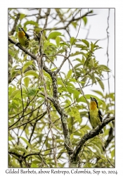 Gilded Barbet males