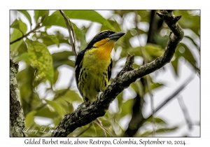 Gilded Barbet male