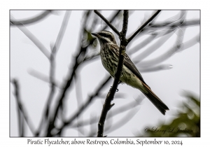 Piratic Flycatcher