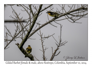 Gilded Barbets