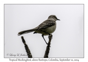 Tropical Mockingbird