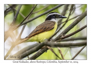 Great Kiskadee