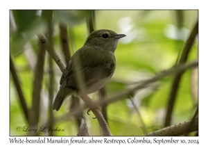 White-bearded Manakin female