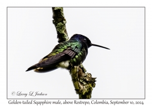 Golden-tailed Sapphire male