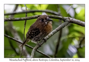 Moustached Puffbird
