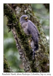 Roadside Hawk