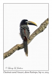 Chestnut-eared Aracari