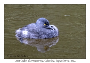 Least Grebe