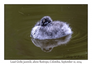 Least Grebe juvenile