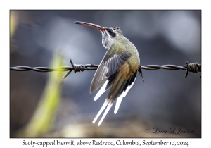 Sooty-capped Hermit
