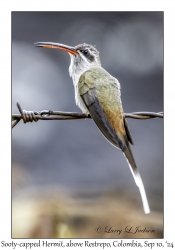 Sooty-capped Hermit