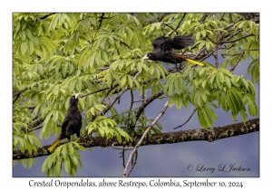 Crested Oropendolas