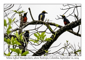 Yellow-tufted Woodpeckers