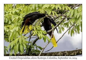Crested Oropendolas