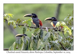 Chestnut-eared Aracaris