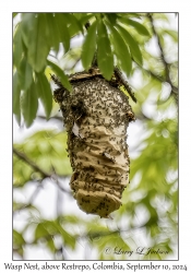 Wasp Nest